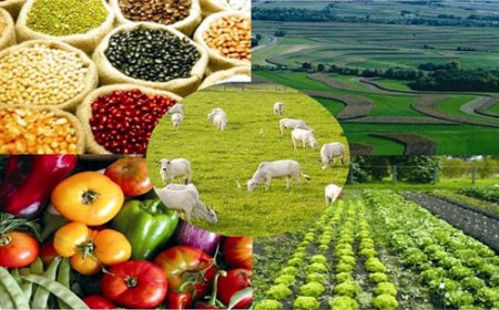 Nueva Política Nacional de Seguridad Alimentaria