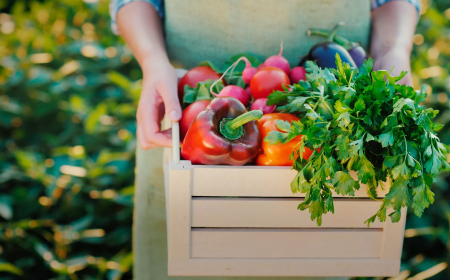 Crisis en la Seguridad Alimentaria: Respuestas del Gobierno Frente al Cambio Climático