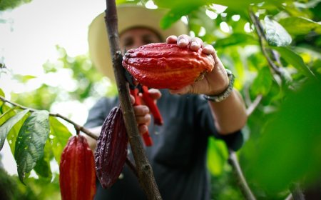 Áreas de Protección para la Producción de Alimentos en Antioquia: Un Debate entre Seguridad Alimentaria y Desarrollo Regional