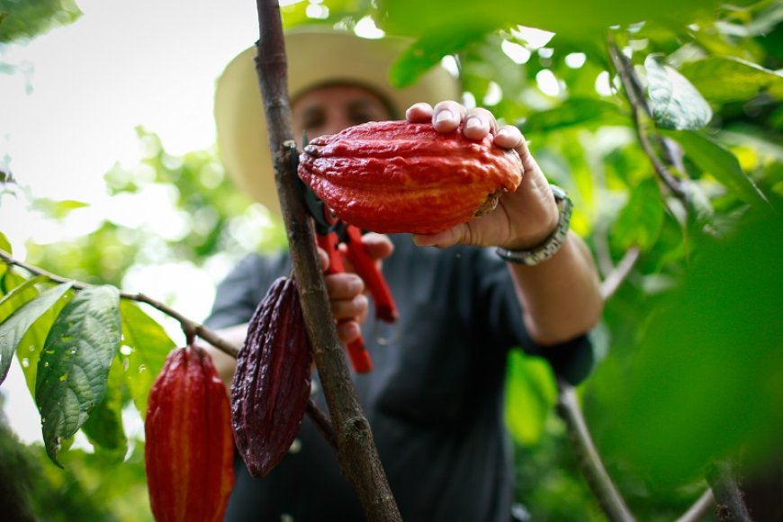 Áreas de Protección para la Producción de Alimentos en Antioquia: Un Debate entre Seguridad Alimentaria y Desarrollo Regional